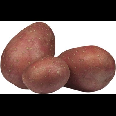 Saatkartoffeln Red Emmalie EU 1 kg